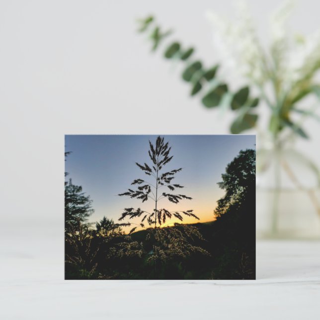Carte Postale Johnson Grass (Debout devant)