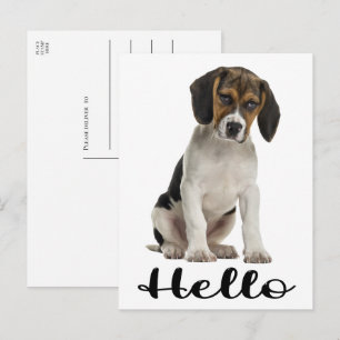 Carte Postale Joli Beagle Bonjour Chien Drôle Pensée Pour Vous