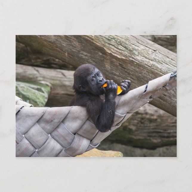 Carte Postale Joli bébé gorille manger et vous regarder (Devant)