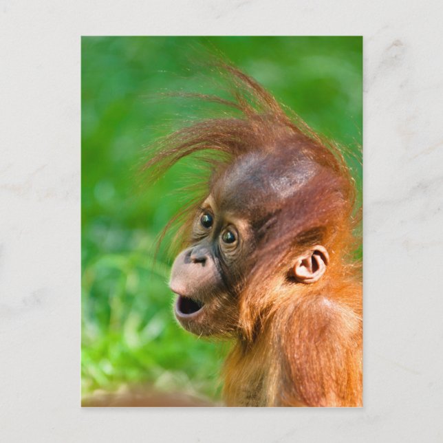 Carte Postale Joli bébé orangoutan regarde dans l'émerveillement (Devant)