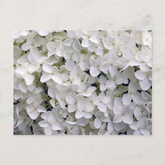 Carte Postale Joli blanc Hydrangea Closeup Photo (Devant)