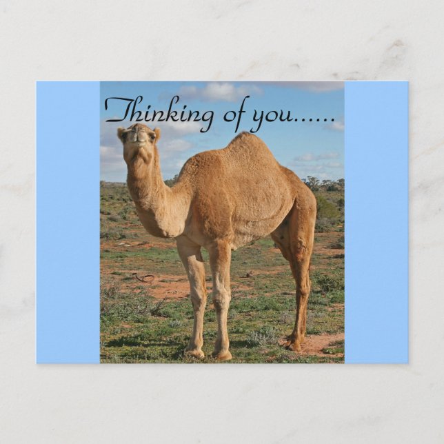 Carte Postale Joli Camel (Devant)