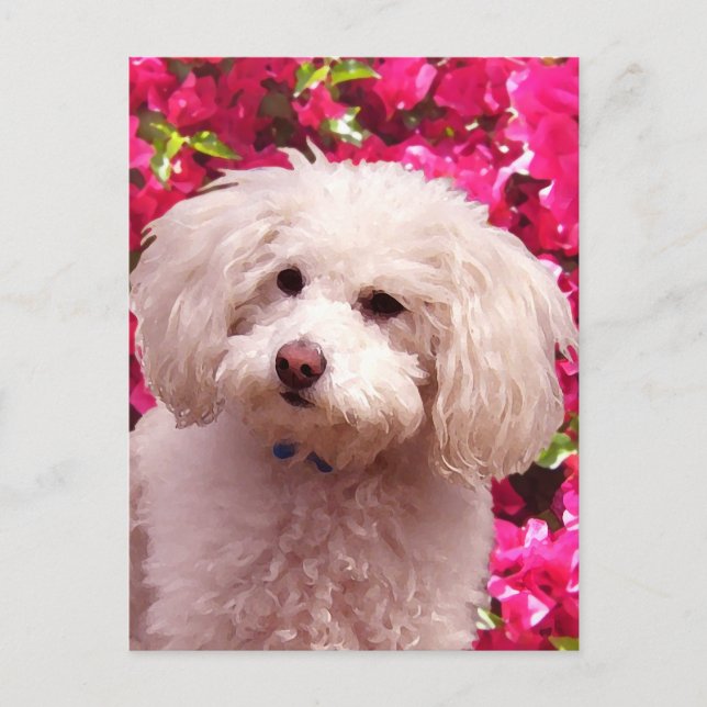 Carte Postale Joli Caniche (Devant)