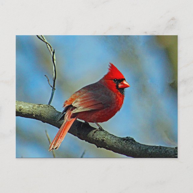 Carte Postale Joli Cardinal Rouge Photo (Devant)