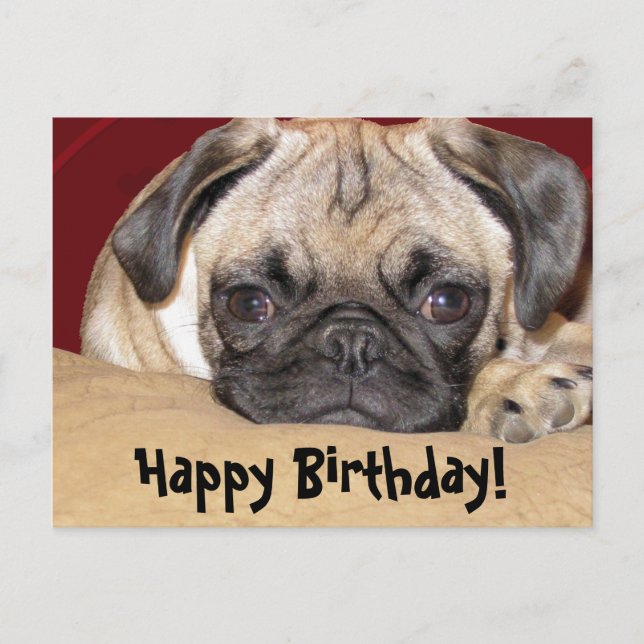 Carte Postale Joli Carlin Chiot Anniversaire Souhait (Devant)