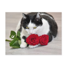 Joli chat avec la rose rouge