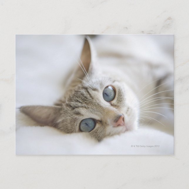 Carte Postale Joli chat blanc aux yeux bleus posé sur le canapé (Devant)