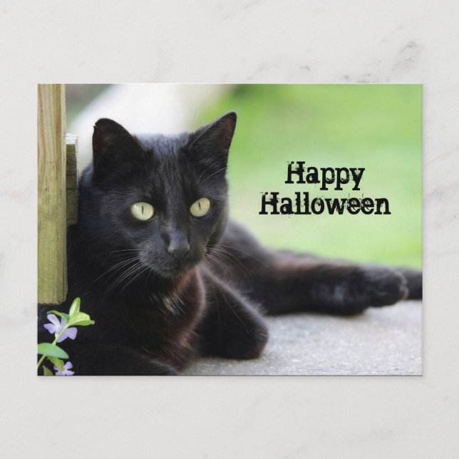 Carte Postale Joli chat noir photo Halloween (Devant)