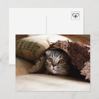Carte Postale Joli chat qui se cache sous la couverture