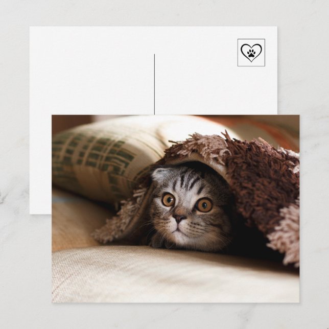 Carte Postale Joli chat qui se cache sous la couverture (Devant / Derrière)