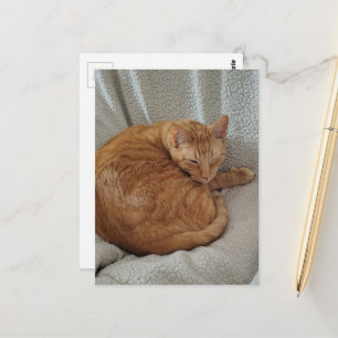 Carte Postale Joli Chat Roux Endormi