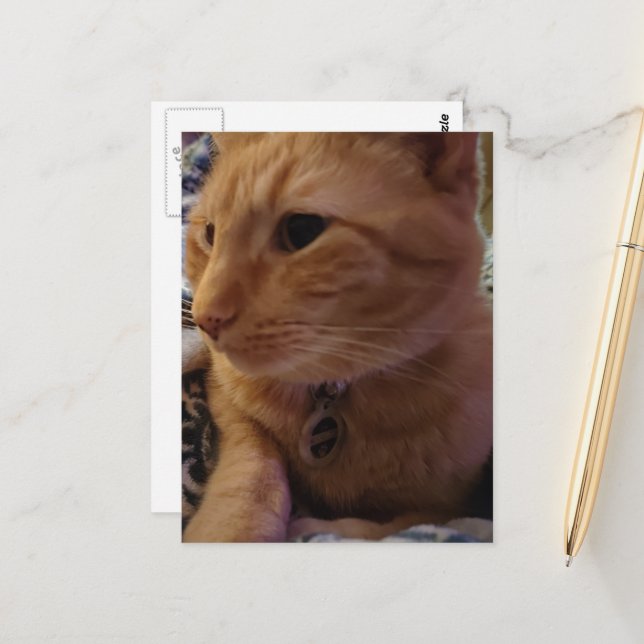 Carte Postale Joli chat roux endormi (Devant/Arrière en situation)