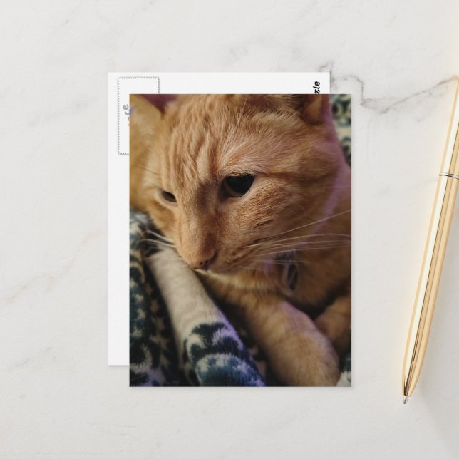 Carte Postale Joli chat roux endormi (Devant/Arrière en situation)