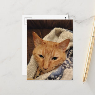 Carte Postale Joli chat roux endormi dans une couverture