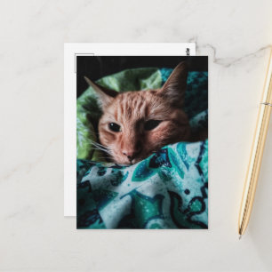 Carte Postale Joli Chat Roux Tabby Mignon