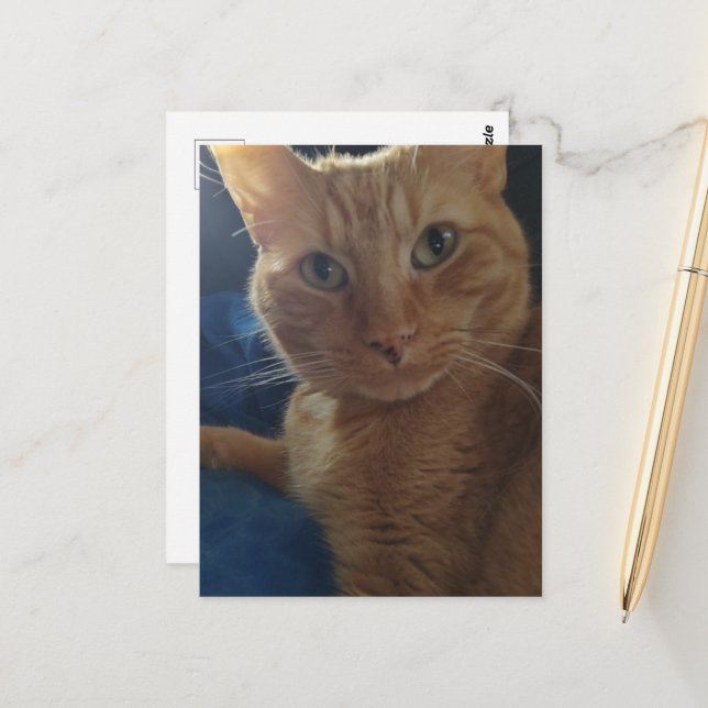 Carte Postale Joli Chat Roux Tabby Mignon (Devant/Arrière en situation)