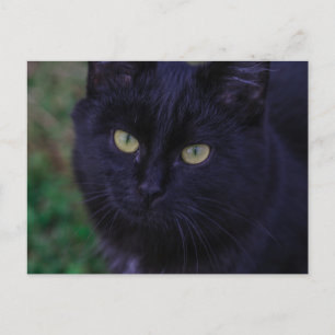 Carte Postale Joli Chaton Noir Funky Yeux Jaunes