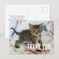 Joli chaton tabby surpris Merci