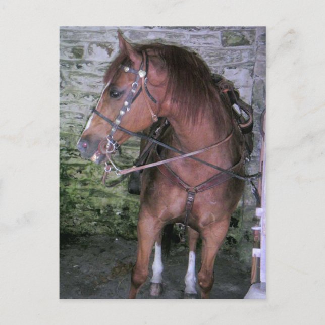 Carte Postale Joli cheval Brown (Devant)