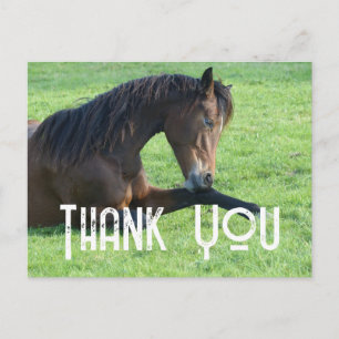 Carte Postale Joli Cheval Brown allongé dans le Merci d'herbe