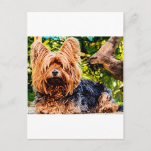 Carte Postale Joli Chien Animal Familier Yorkie Paix Amour Desti