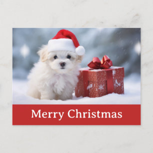 Carte Postale Joli Chien Chien Chien Chien Chien Chien Santa Cha
