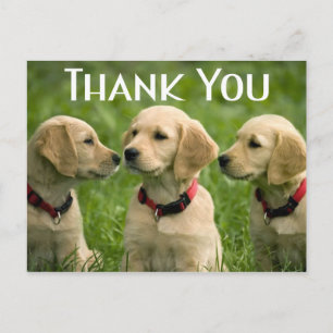 Carte Postale Joli Chien Chien Chien Golden Retriever Merci