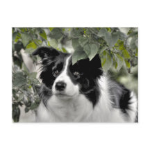 Joli chien dans le bois vert feuillus