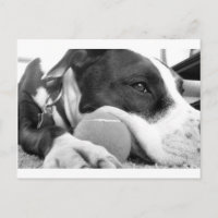 joli chien pitbull au look triste noir et blanc av