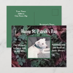 Carte Postale Joli chien portant une écharpe verte trèfles trèfl