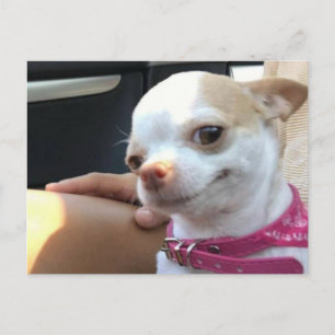 Carte postale Joli Chihuahua Chig Meme