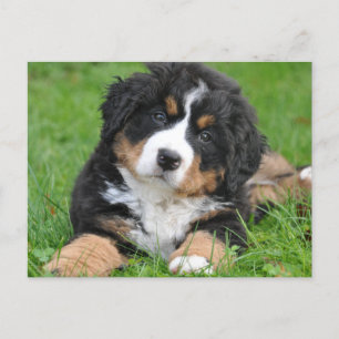 Carte Postale Joli chiot de montagne bernois