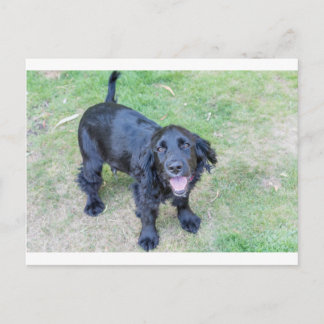 Carte Postale Joli chiot noir