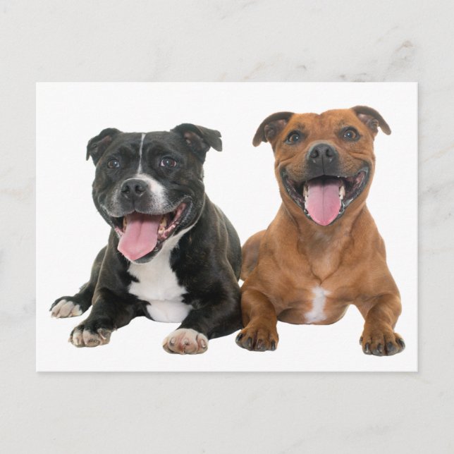 Carte Postale Joli chiot Pit Bull Chien Bonjour Pitbull (Devant)