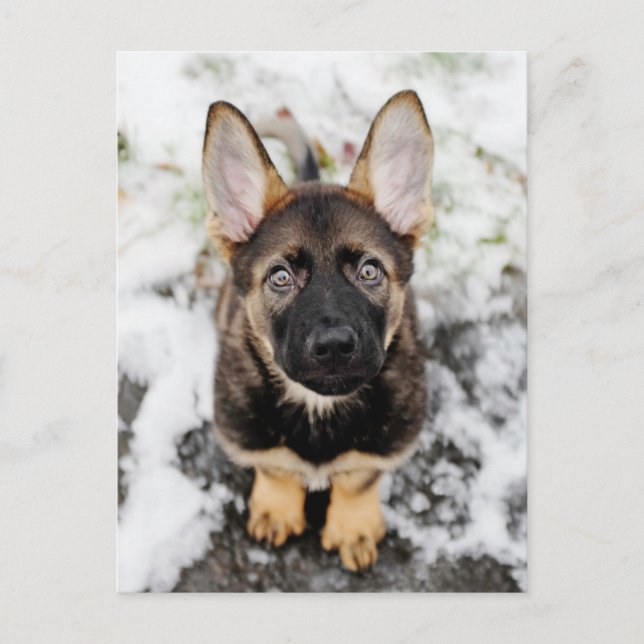 Carte Postale Joli Chiot Qui Regarde (Devant)