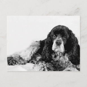 Carte Postale Joli Cocker Spaniel