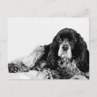 Carte Postale Joli Cocker Spaniel