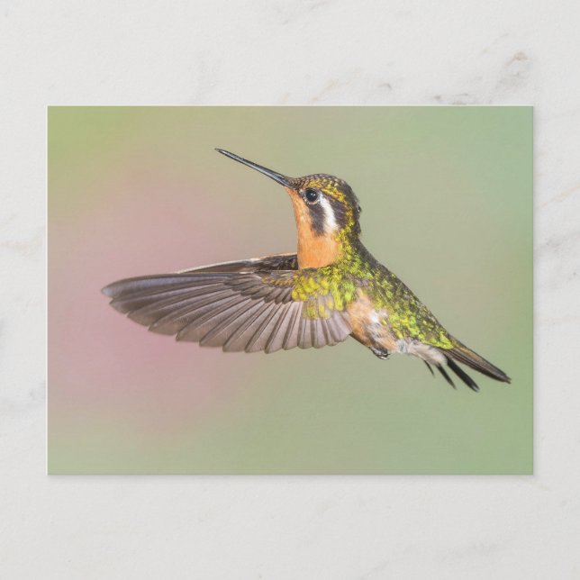 Carte Postale Joli Colibri Volant (Devant)