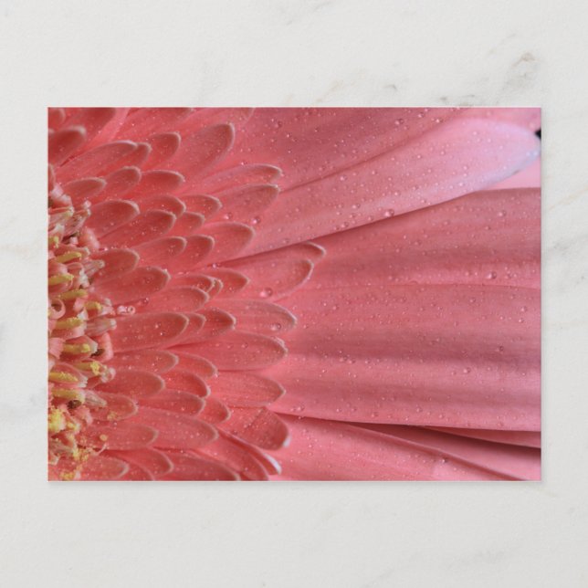 Carte Postale Joli Coral rose Gerbera Daisy (Devant)