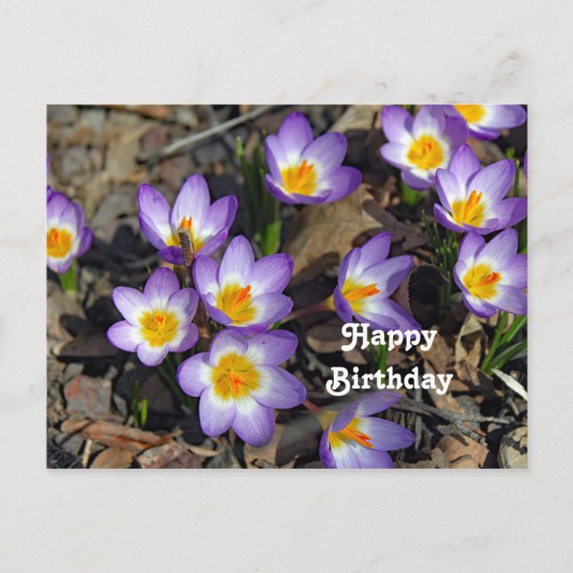 Carte Postale Joli Crocus Violet Floral Photo Anniversaire (Devant)