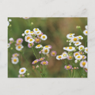 Carte Postale Joli Daisy
