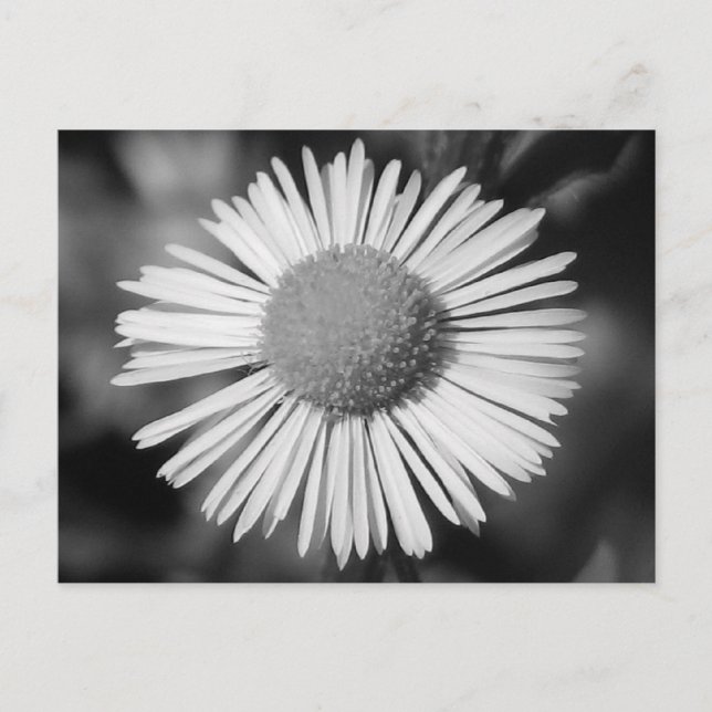 Carte Postale Joli Daisy (Devant)