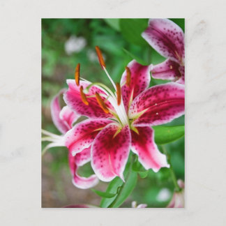 Carte Postale Joli en rose