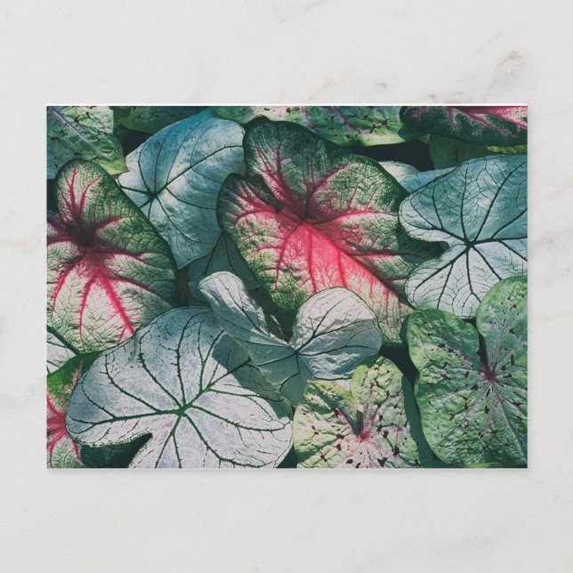 Carte Postale Joli feuille (Devant)