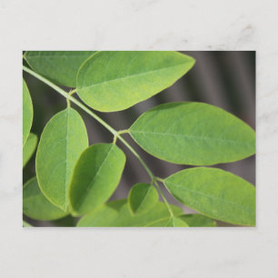 Carte Postale Joli feuilles de frêne d'été vert frais.