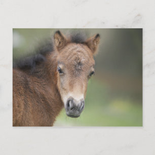 Carte Postale Joli Foal Baby Horse