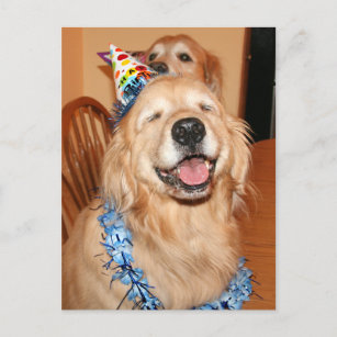 Cadeaux D Humour Chien Joyeux Anniversaire Zazzle Fr