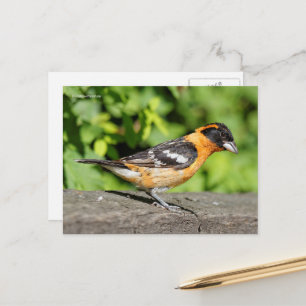 Carte Postale Joli Grosbeak à tête noire