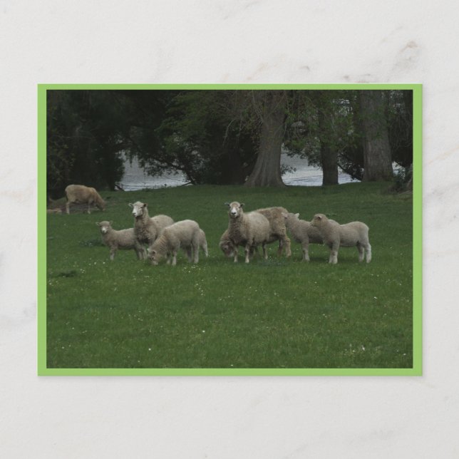 Carte Postale Joli Groupe De Moutons Mangeant De L'Herbe (Devant)