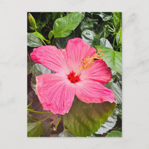 Carte Postale Joli Hibiscus rose